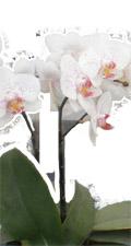 我的上海作文500字