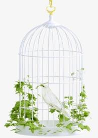 金丝雀推荐