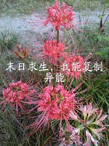 末日求生每天一种无限物资