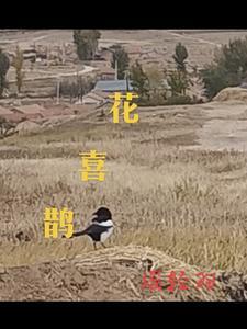 花喜鹊农药