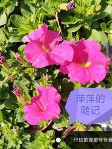 萍萍是谁