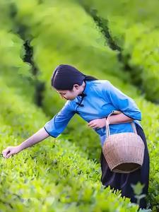 荷叶子晋江