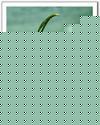 蓝荒封神TXT
